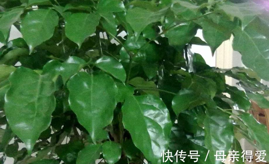 家里的3种垃圾别乱扔,学会此样做,放花盆里效果好,很实用