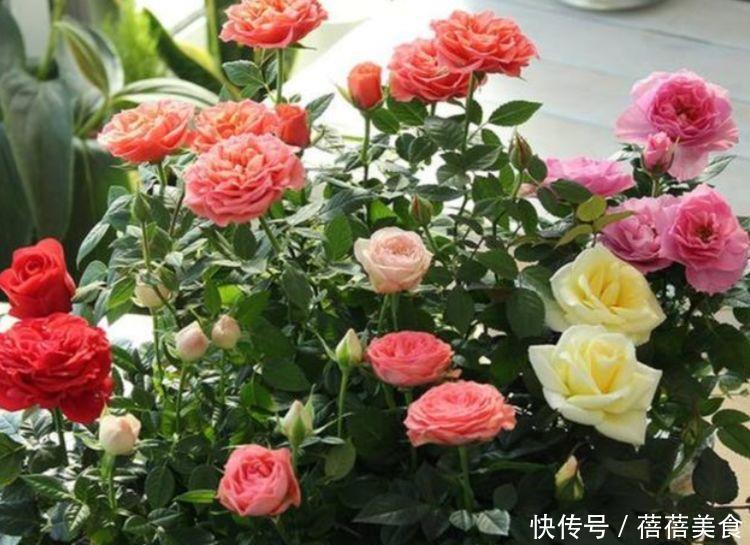 冬天试试养此款花卉，花色艳丽，花朵密集，四射如球