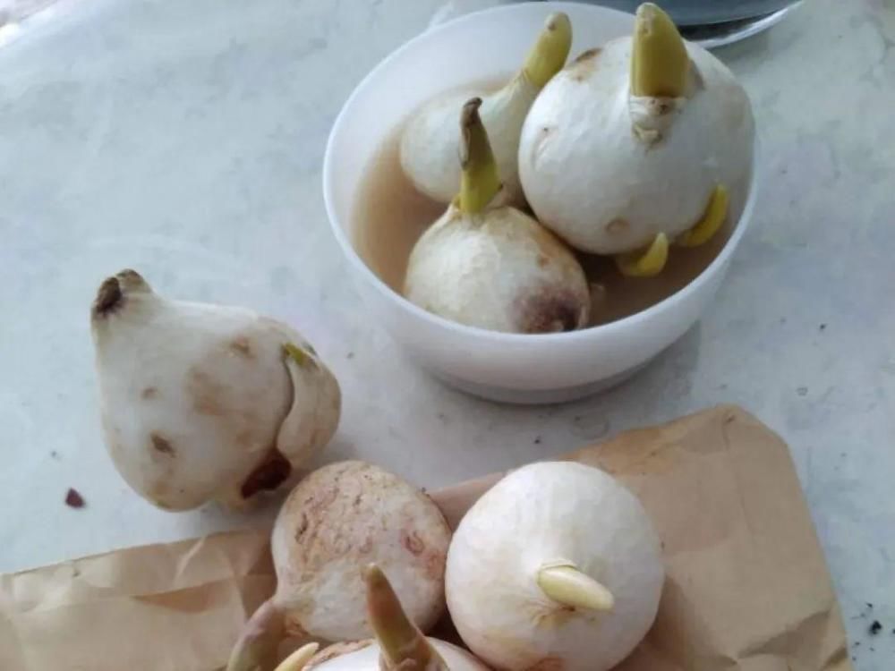 休眠|9种花，必须低温春化，冻满1个月以上才行！