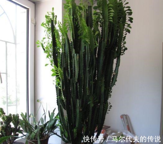 这3种“花”哪怕“半价”也别买,“折”一根枝,能养出一满盆!