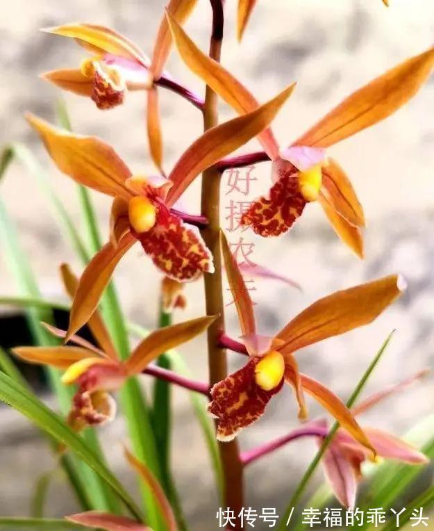 怎样养春兰蕙兰,才能开花香、花期更长?低温作用不可忽视