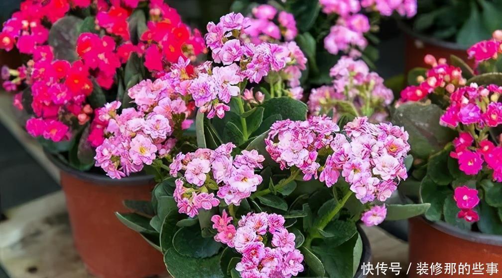 秋天|4种花6月开始“夏眠”，少浇水别施肥，睡饱了才能安全度夏