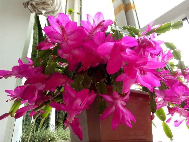 养护蟹爪兰，要注意8个要点，才能开出仙气飘飘花