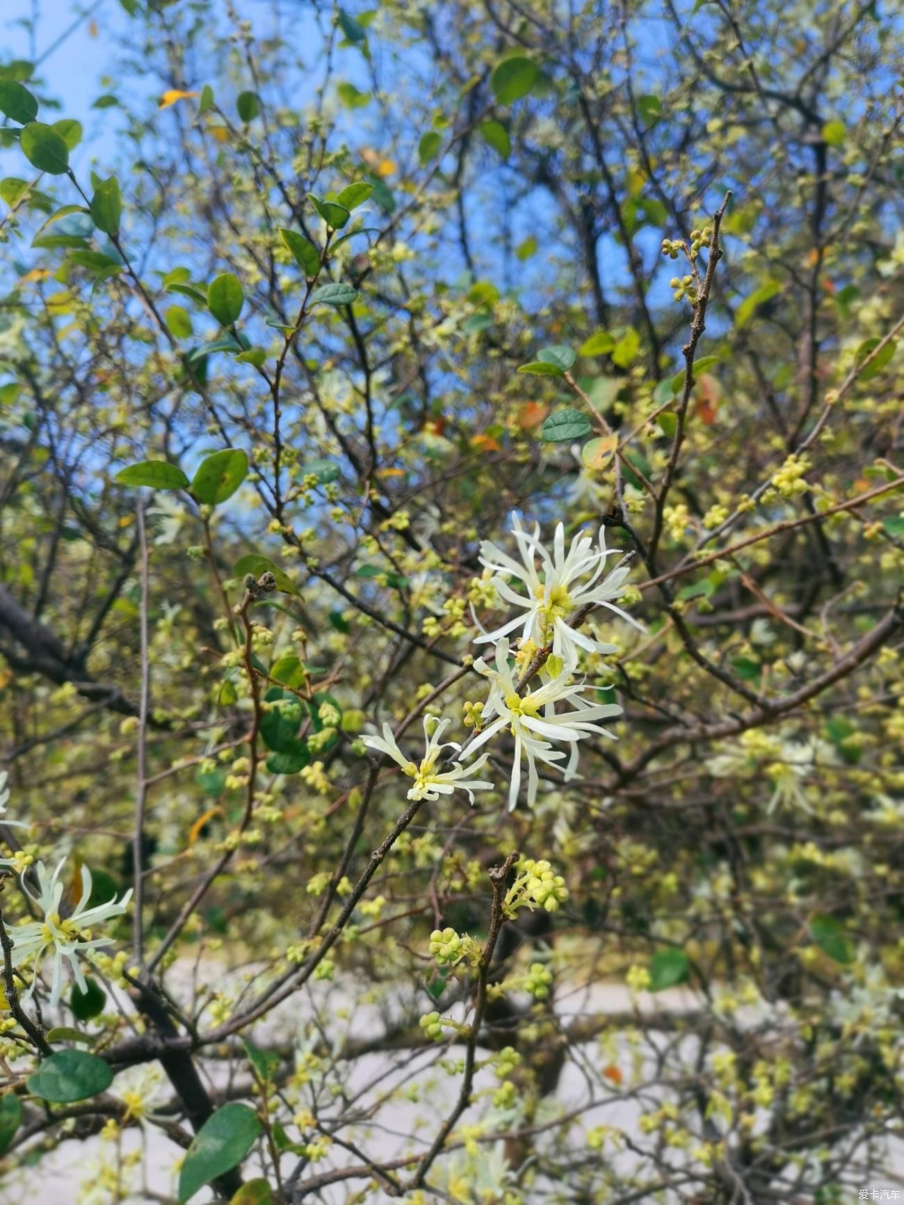 闲游阿婆六茶花谷