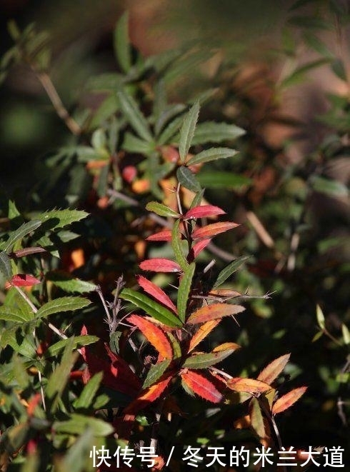 农民|农村的野草全是刺,农民看到就砍,现在变成稀罕货,人称豪猪刺