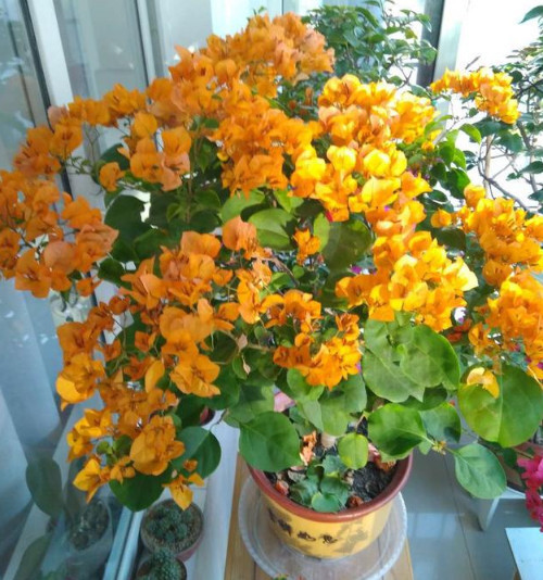 养好三角梅,学会这4招,1年四季开花不断,爆成花球,比绿萝好养