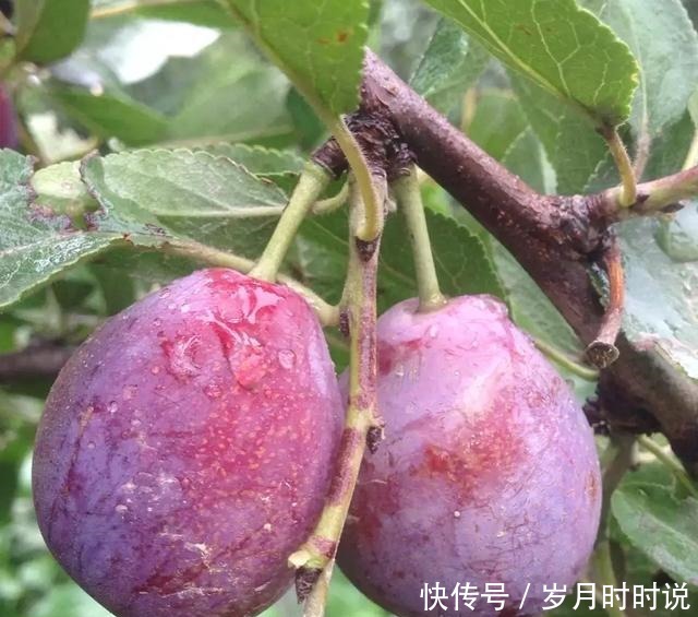 3年才挂果,进口的30一斤国产卖10元,但国产的果子没人认