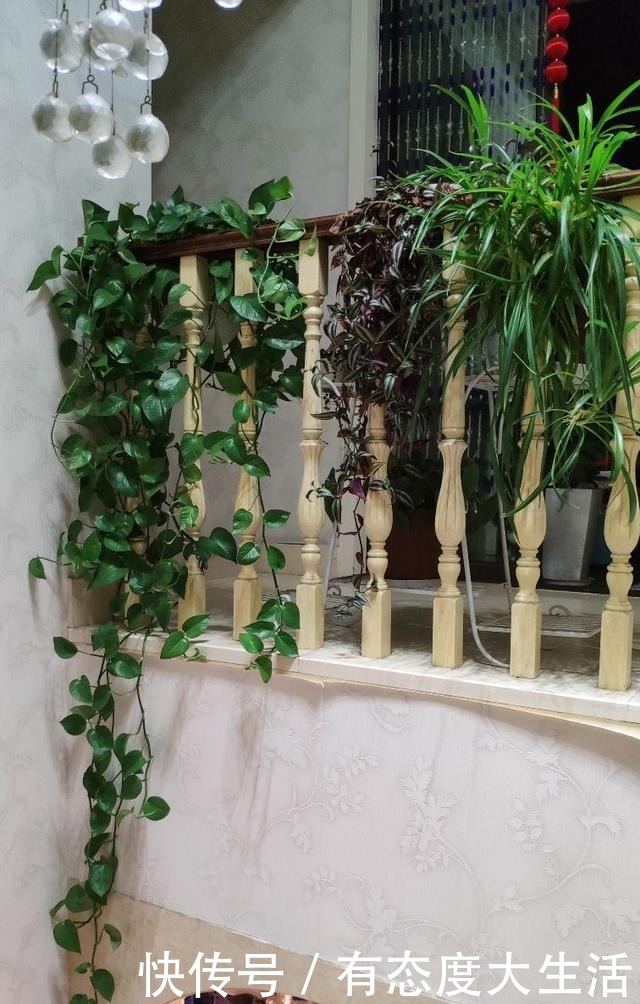 4种花,现在赶紧施肥,否则一年都不开花!