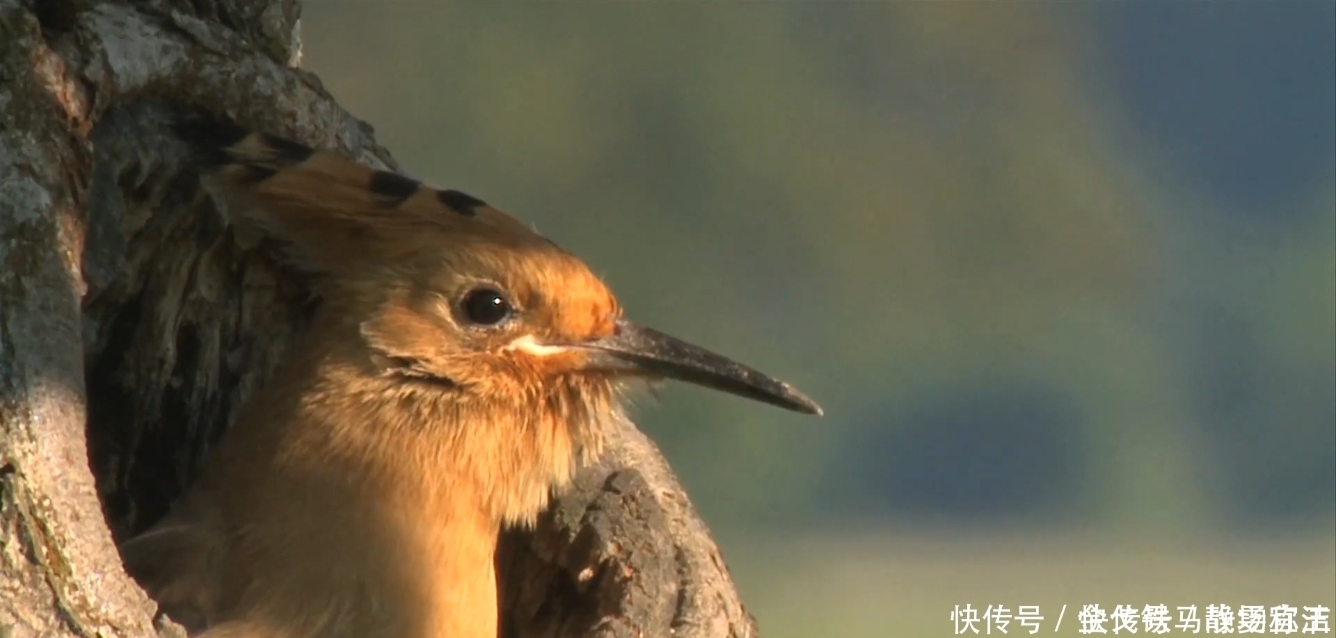 出息|出生在这几时辰的孩子,是最有出息的,让家里越来越富裕