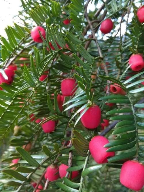 人称“植物大熊猫”,净化空气促健康,注意这5点红豆挂满枝!