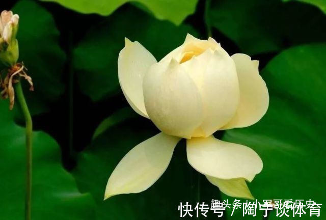 全身|此花全身都是救命的药材,低调中透露出高雅,号称文人墨客的宠儿