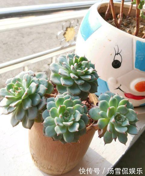 多肉|漂亮的多肉怎么养掌握“小技巧”，个个肥嘟嘟，状态美美哒