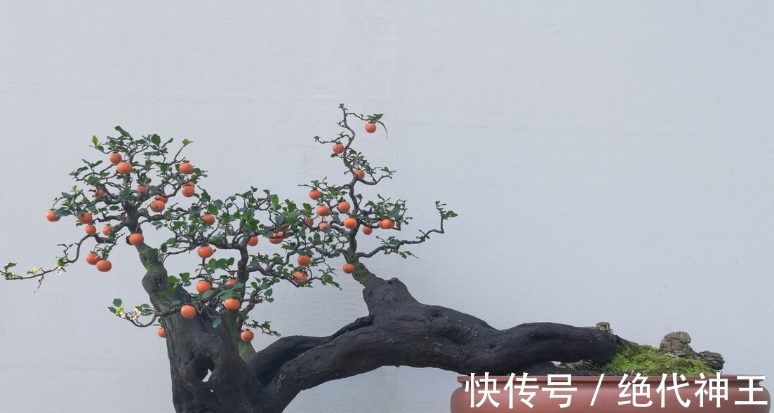 三招教会你,让树桩快速发芽成活,方法简单,一看就会