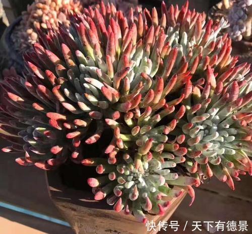 每一款|8款仙气十足的多肉,每一款都好养,适合新手,值得拥有!