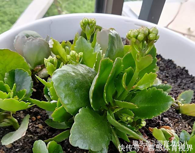 想长寿花多冒苞,土里埋下这“两料”,蹭蹭窜芽,开出层叠群花