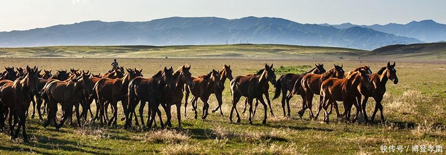 汗血|大名鼎鼎的汗血宝马,日行千里,为何却在历史上消失了?