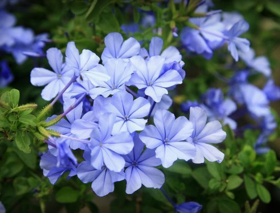 家里有异味,不如养这些花朵,花开美艳动人,清香四溢保你睡眠好