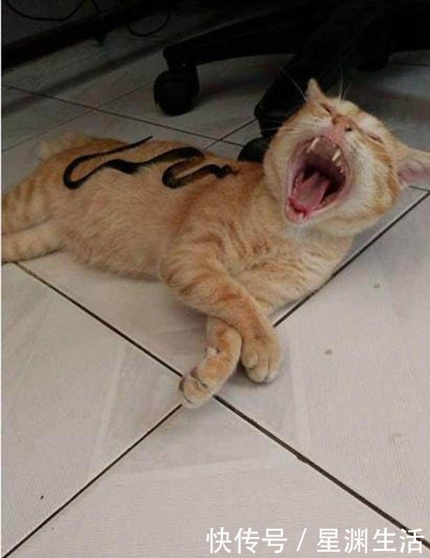 时感觉身上有东西,回头一看,只听见猪叫声