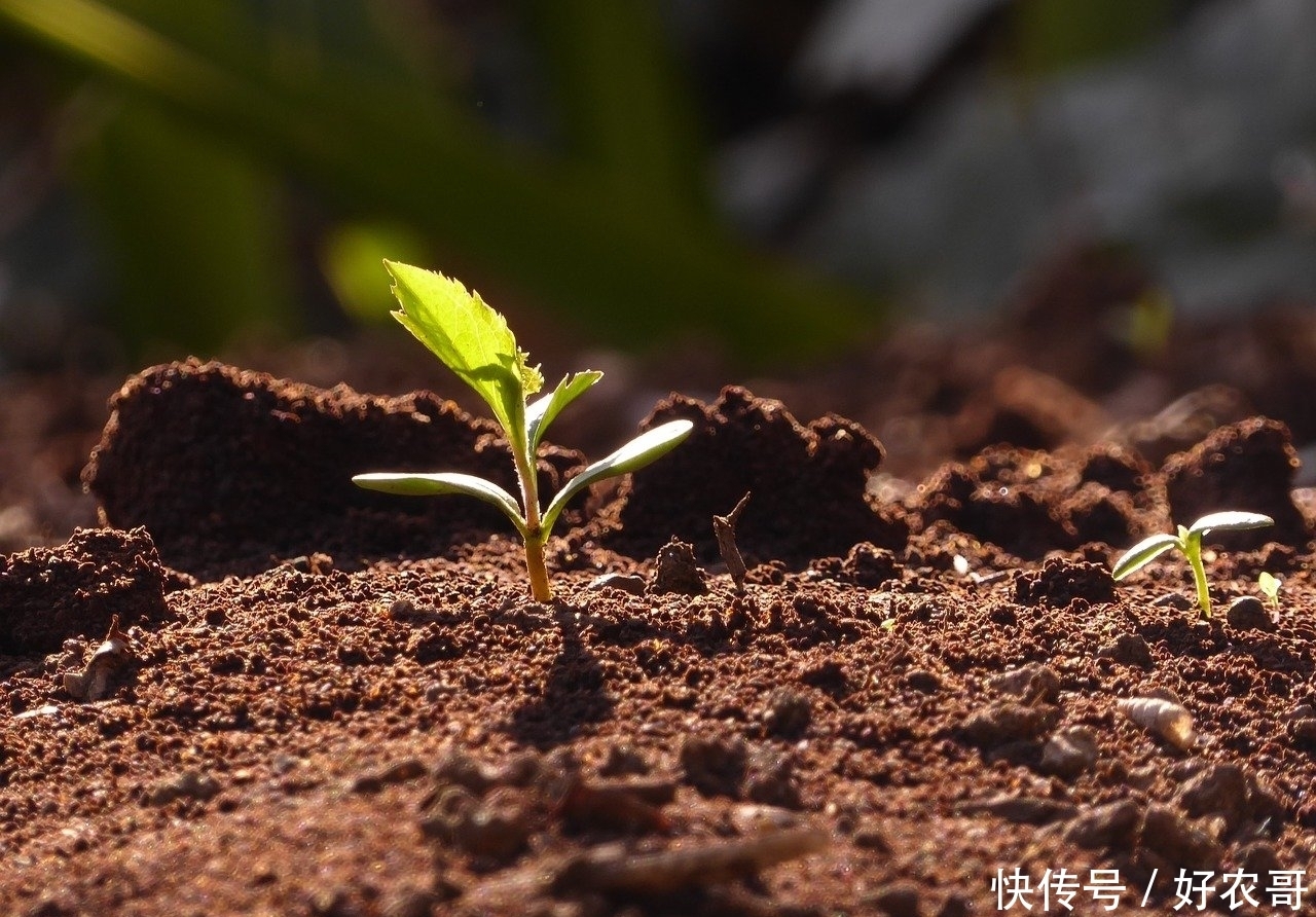 这是一个有趣的话题:是否能在火星上酿造啤酒?