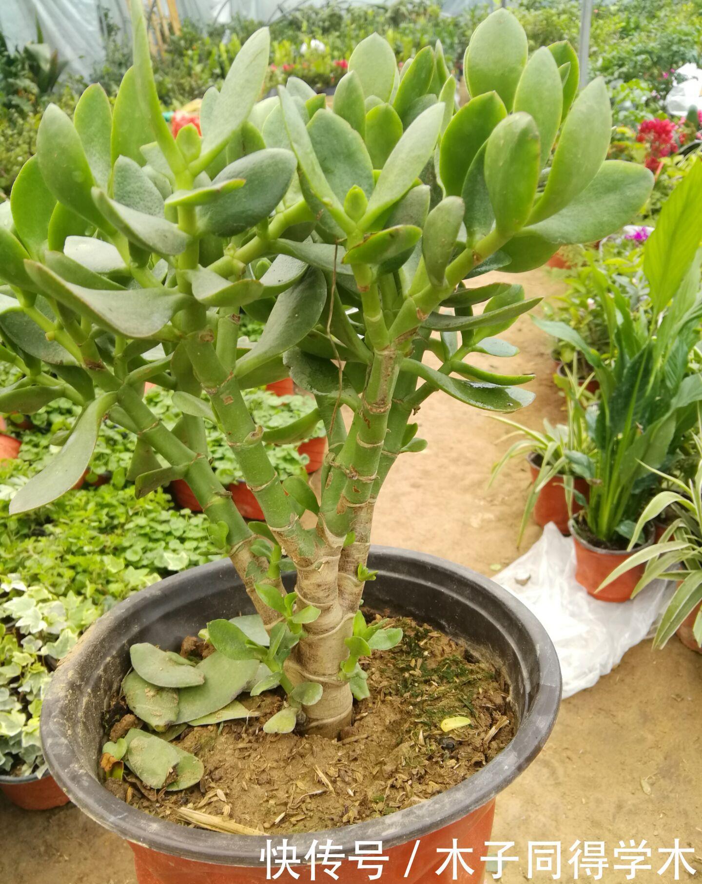 肥料|养花“杀手”的5个坏习惯,看你中了几个?怪不得你养不好花