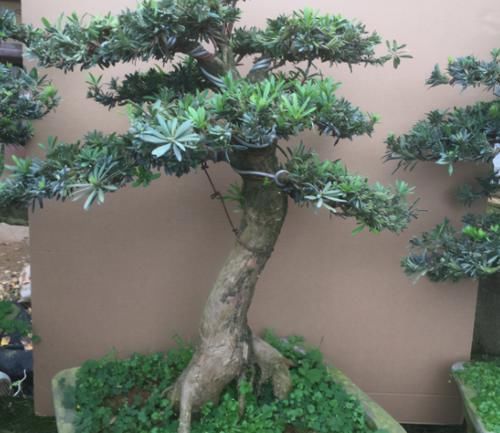 家有院子，为何要摆一盆罗汉松盆景？古人说的话，不无道理