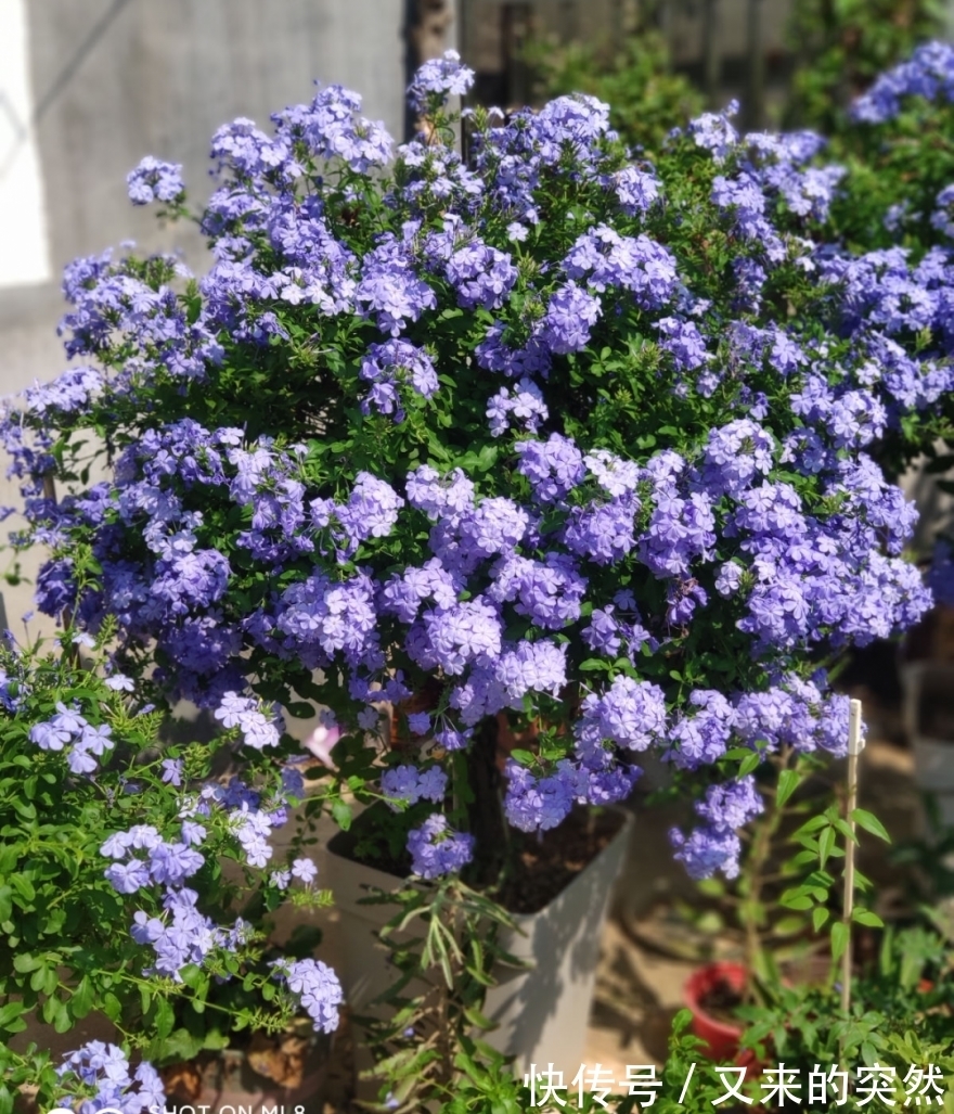 入冬修剪，这9种花，剪错不开花、杆子会枯死