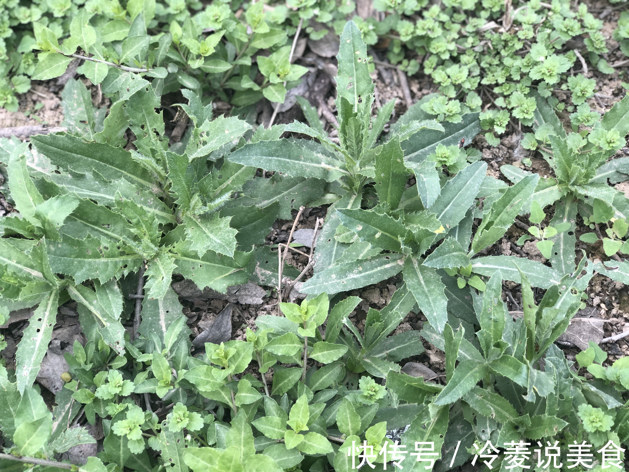 刺儿菜|这8种野菜很常见，但很多人不知道能吃，你认识几种