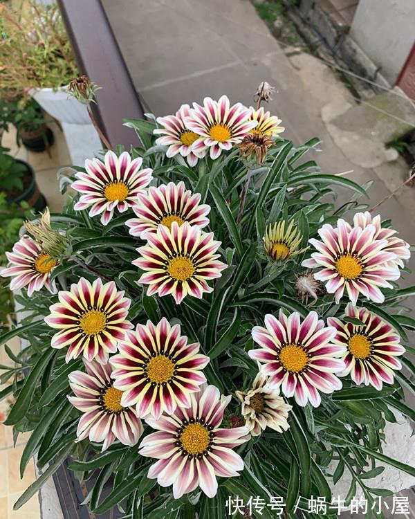 三角梅|7种“泼辣花”,耐晒又抗热,40度高温使劲晒,花苞满满晒出来