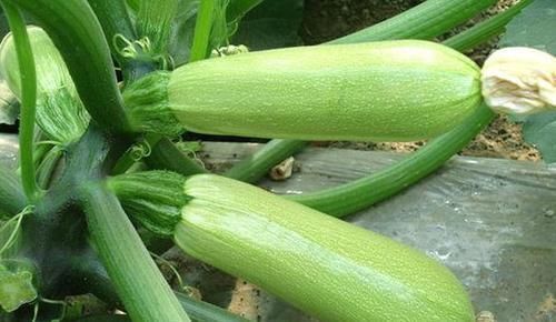 女性不想变黄脸婆,多吃四种食物,排毒护肤,美容抗衰, 好处多