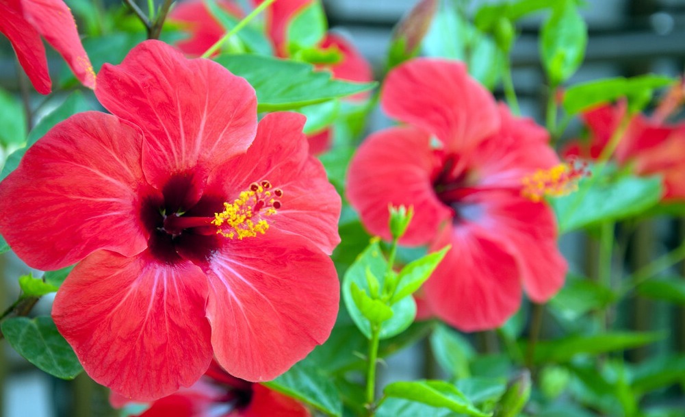 为了一盆花,家人关系彻底破裂,花有什么错