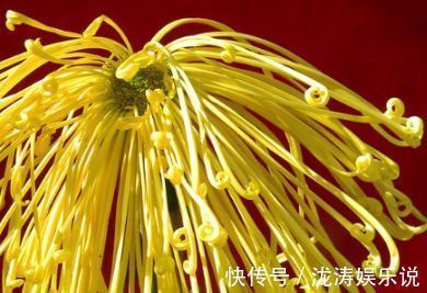 喜欢菊花,就养盆“菊中精品”盘龙金鹭,似金丝飘垂,秀雅清香