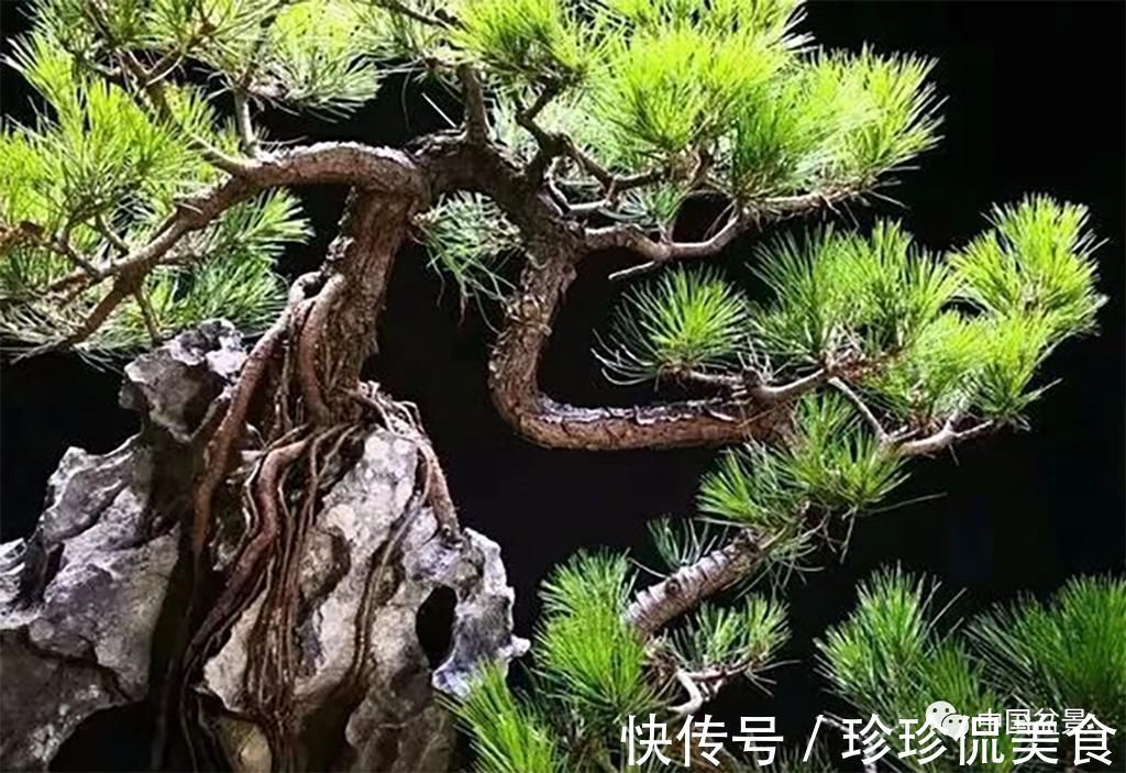 极品附石山松盆景，见过的人都忍不住竖起大拇指！