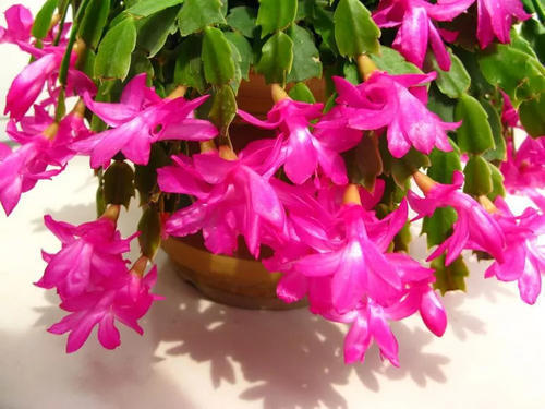 别再养绿萝了，试着养4种花，花叶俱美，四季开花，新手也会养