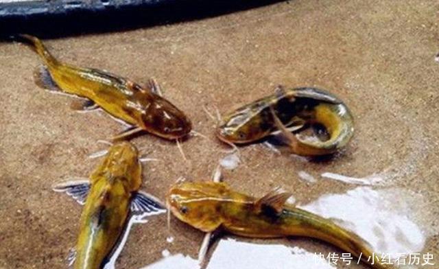 别再七想八想,“征服”黄颡鱼就得用这钓法,不料刚一下竿就有口