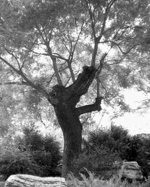 为崇祯报仇|吊死崇祯皇帝的槐树为何被铁链拴了200年?槐树本无罪,有罪的是人心!