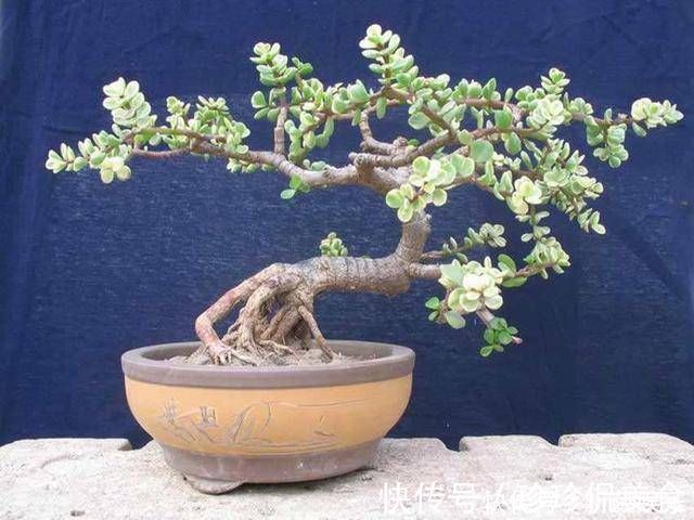 金枝玉叶使劲晒太阳，枝干木质化，养成盆景价值翻倍