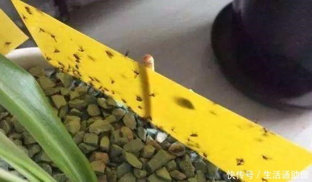 花盆落满小飞虫周围撒点它,3天就见效,小虫死翘翘!