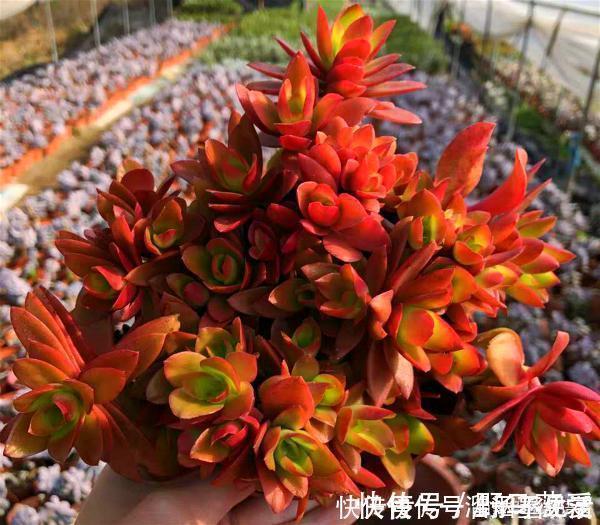 多肉|名字很美的多肉，一听名字就知道颜值高，好看又好养才是关键