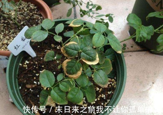 秋天给月季浇点这种水,不黄叶不生病,花苞长不停!