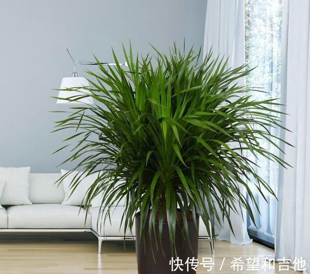量天尺|霸气“镇宅花”,就选这6种,家里养一棵,子子孙孙,贵人辈出