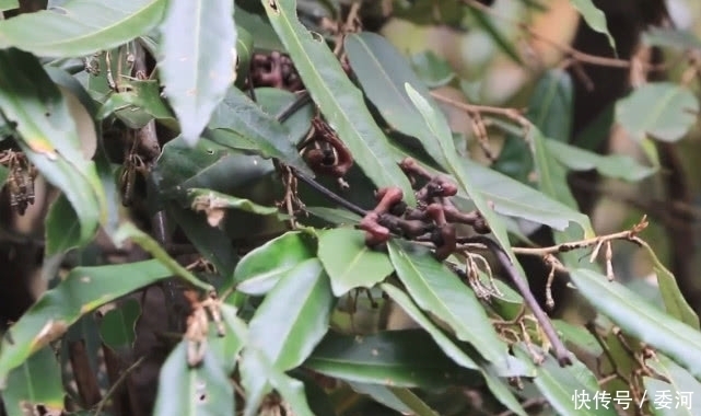 泡酒|山上一种长得像鸡爪的“野果”,可以用来泡酒,还是一味民间药材