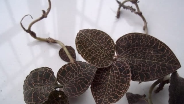 野花野草|大山里一种珍稀植物，市场上一斤好几百，妹子两小时只摘到一小把