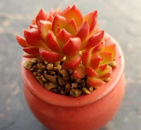 新手养不好多肉植物?多半是6件事做错了,来看看你中了几招?