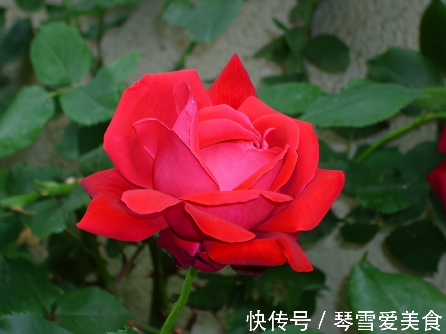 大姨|儿女成家后,和亲家相处做到2点就够了,很重要