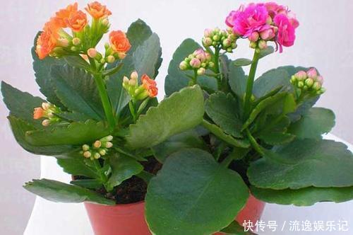 长寿花开败后,找对“位置”猛剪一刀,第二次开花更旺盛!