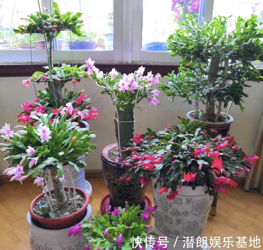阳台上|封闭阳台养花，要“精挑细选”，选几种准没错，春夏秋冬花不断
