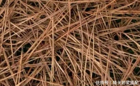 格外|自己动手制作腐叶土、松针土养花,一点不难,还格外省钱好用