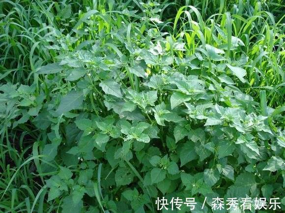 野菜|广西农村最好吃的野菜，很多人叫不出名字，你吃过几种