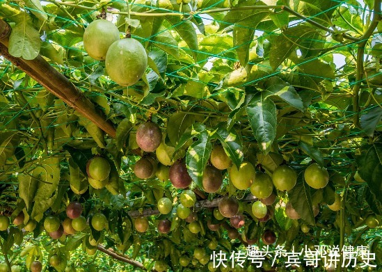 防癌抗癌|立秋后,晚上当零食吃一个,帮助睡眠,安神助眠,早食早好