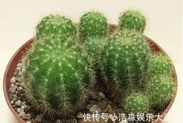 金鱼花|4种“防辐射”的花,好养又漂亮,养1盆再不担心变丑,女生必选!